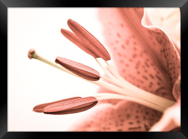  Detailed Pale Pink Lily Framed Print by Helen Holmes
