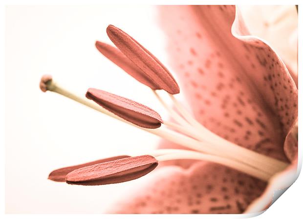  Detailed Pale Pink Lily Print by Helen Holmes