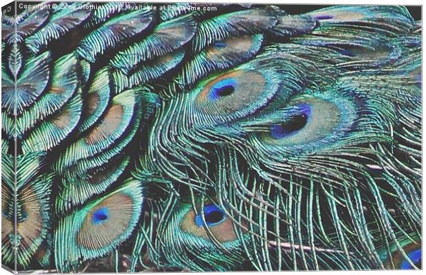 The Peacock Feathers Canvas Print by Zena Clothier