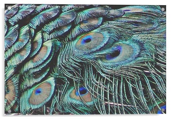 The Peacock Feathers Acrylic by Zena Clothier