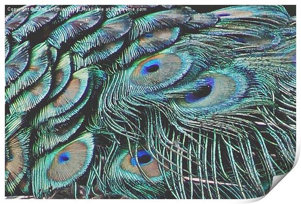 The Peacock Feathers Print by Zena Clothier