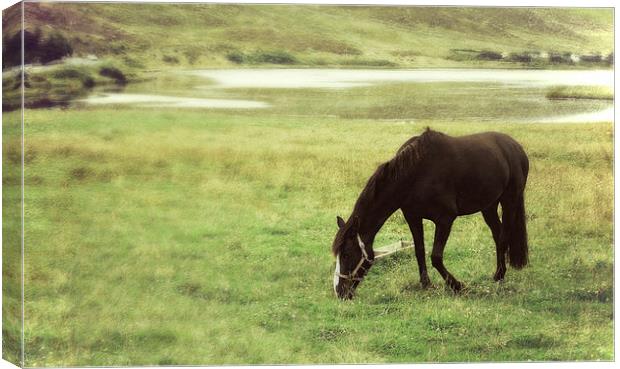  grazing by Clickimin Loch Canvas Print by Heather Newton