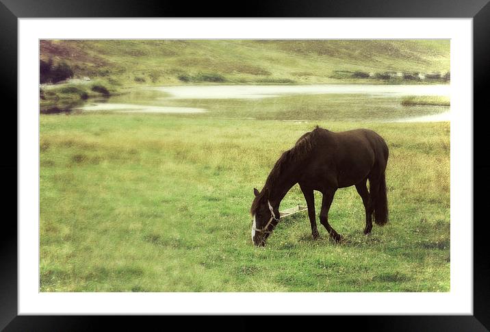  grazing by Clickimin Loch Framed Mounted Print by Heather Newton