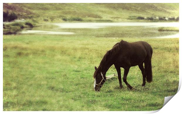  grazing by Clickimin Loch Print by Heather Newton