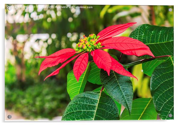 Red poinsettia flower Acrylic by Dragomir Nikolov