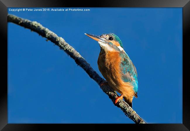  Female Kingfisher Framed Print by Peter Jones