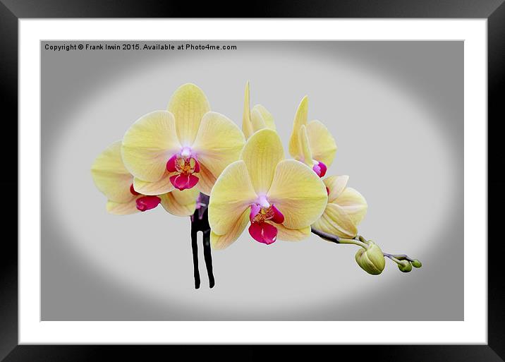  Beautiful yellow orchid Framed Mounted Print by Frank Irwin