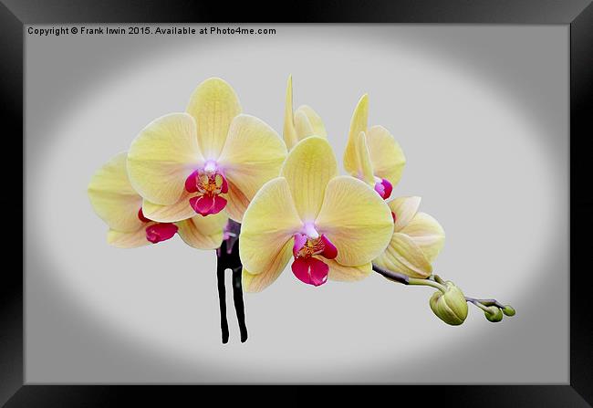  Beautiful yellow orchid Framed Print by Frank Irwin