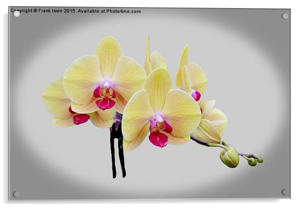  Beautiful yellow orchid Acrylic by Frank Irwin