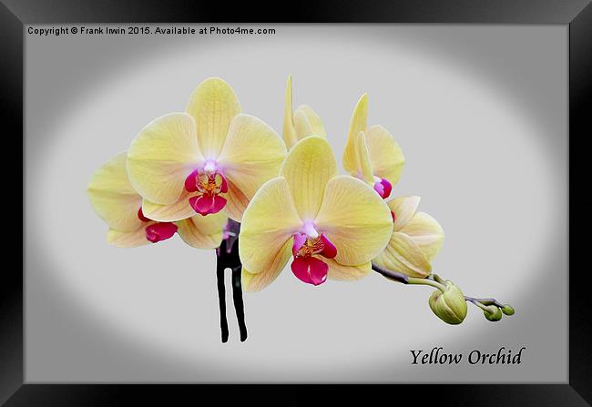 Beautiful yellow orchid  Framed Print by Frank Irwin