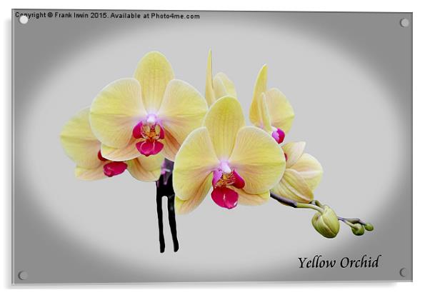 Beautiful yellow orchid  Acrylic by Frank Irwin