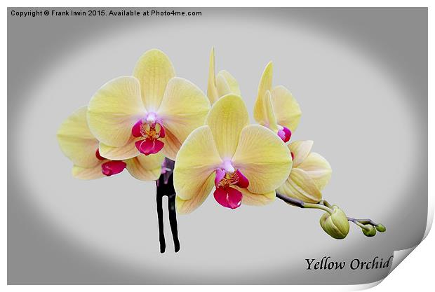 Beautiful yellow orchid  Print by Frank Irwin