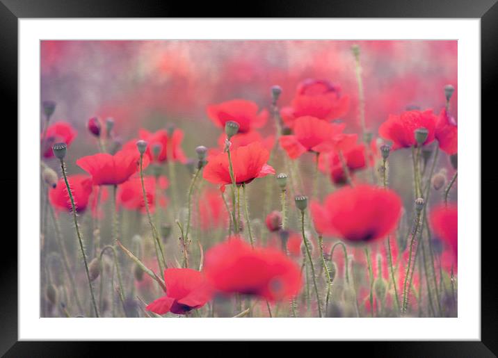 Splash of Red  Framed Mounted Print by Dawn Cox