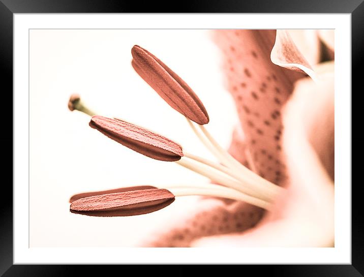  Pollen in a Pale Pink Lily Framed Mounted Print by Helen Holmes