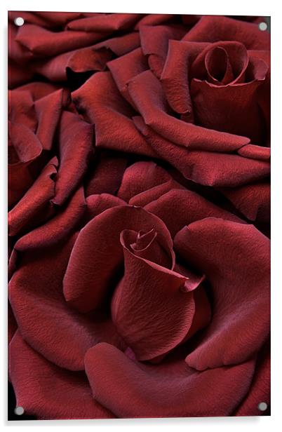 Red Velvet Acrylic by Ann Garrett