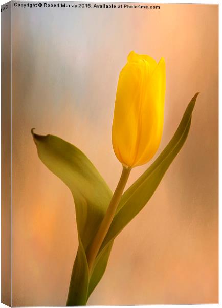  Tulip Golden Sunrise Canvas Print by Robert Murray