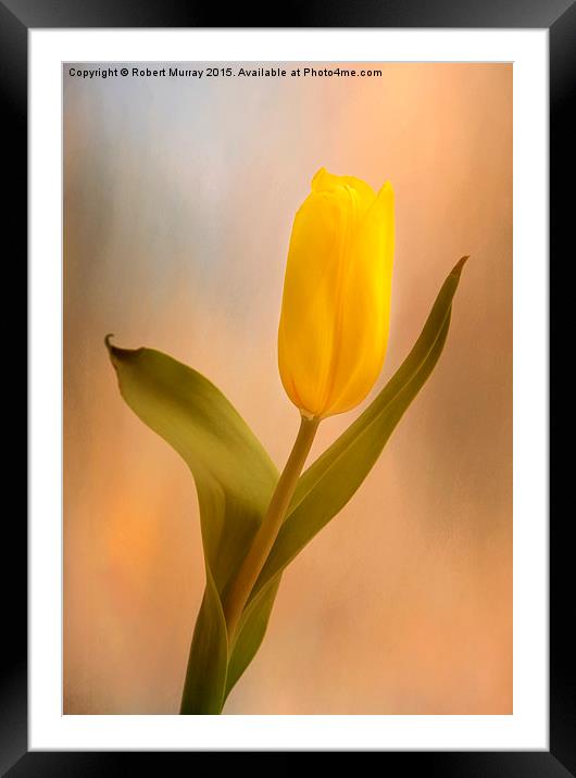 Tulip Golden Sunrise Framed Mounted Print by Robert Murray