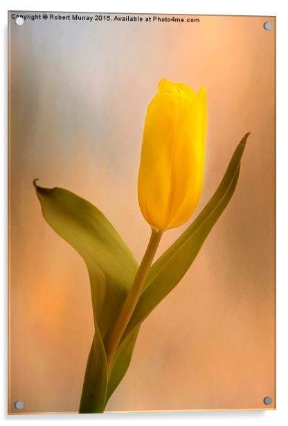  Tulip Golden Sunrise Acrylic by Robert Murray