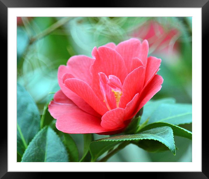  A simple rose Framed Mounted Print by Paul Collis