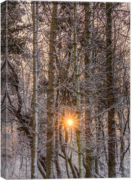 forest sunburst  Canvas Print by Derek Corner