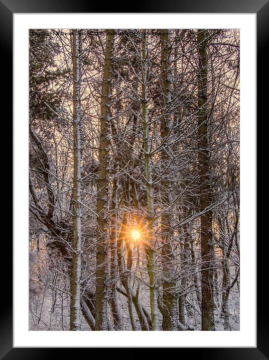 forest sunburst  Framed Mounted Print by Derek Corner