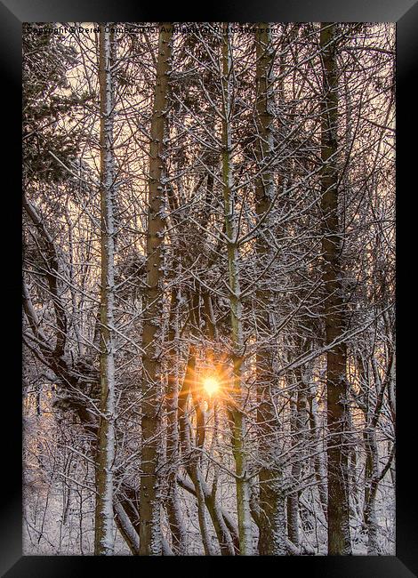 forest sunburst  Framed Print by Derek Corner