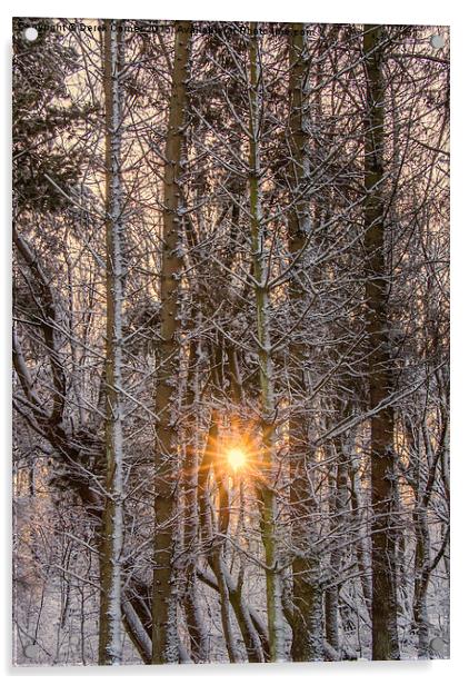 forest sunburst  Acrylic by Derek Corner
