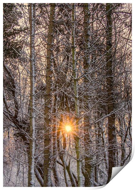 forest sunburst  Print by Derek Corner