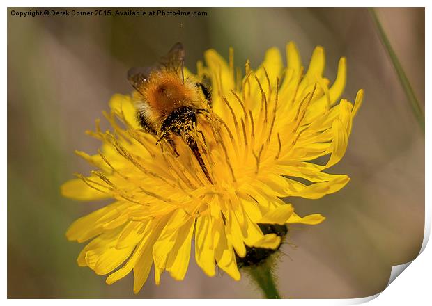  Carder bee on yellow flower Print by Derek Corner