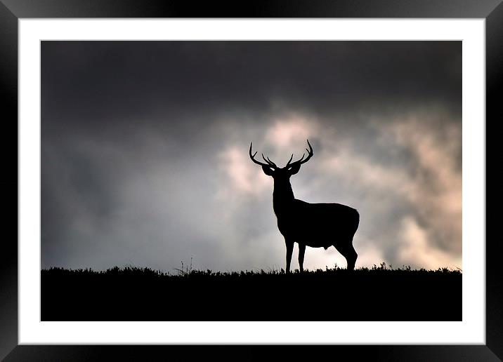    Stag silhouette Framed Mounted Print by Macrae Images