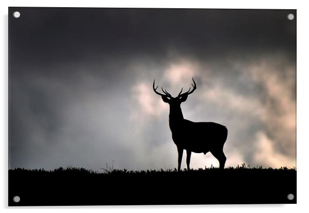    Stag silhouette Acrylic by Macrae Images