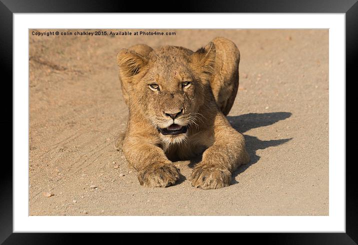 Kruger National Park - Lion Cub  Framed Mounted Print by colin chalkley