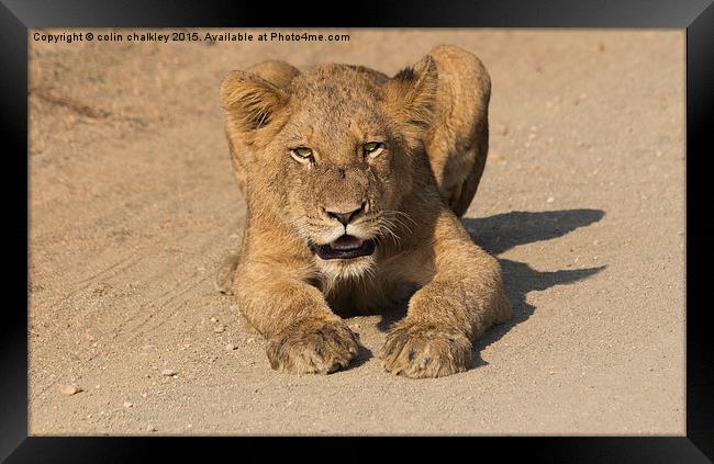 Kruger National Park - Lion Cub  Framed Print by colin chalkley