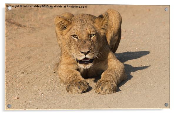 Kruger National Park - Lion Cub  Acrylic by colin chalkley