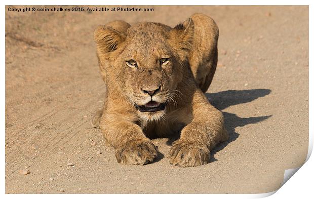 Kruger National Park - Lion Cub  Print by colin chalkley