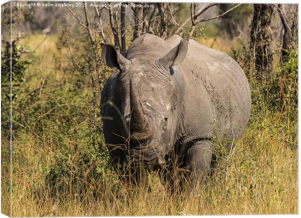 African White Rhinoceros Canvas Print by colin chalkley