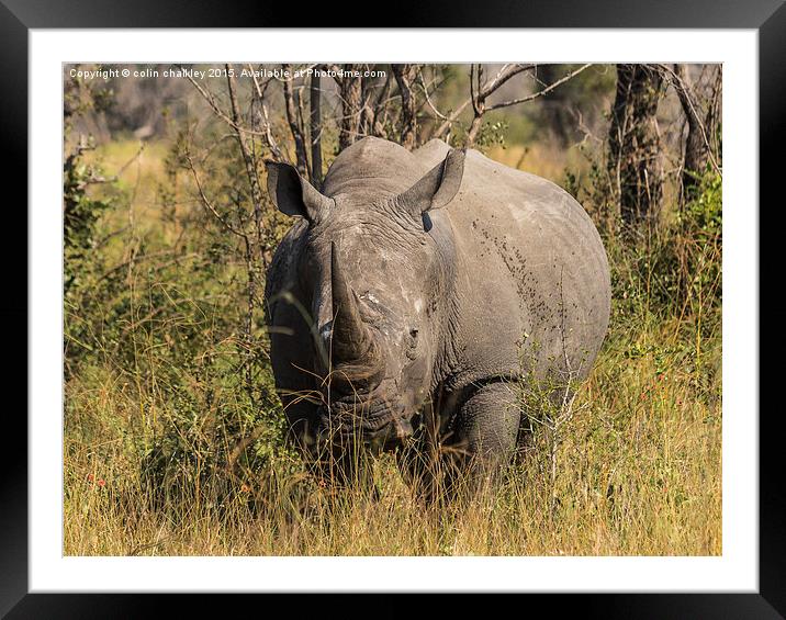  African White Rhinoceros Framed Mounted Print by colin chalkley