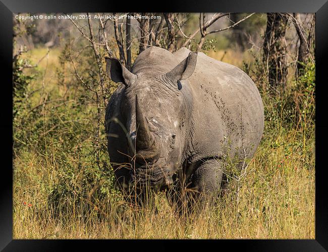  African White Rhinoceros Framed Print by colin chalkley