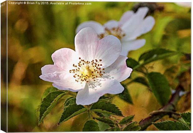 Wild pink dog rose Canvas Print by Brian Fry