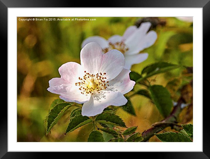 Wild pink dog rose Framed Mounted Print by Brian Fry