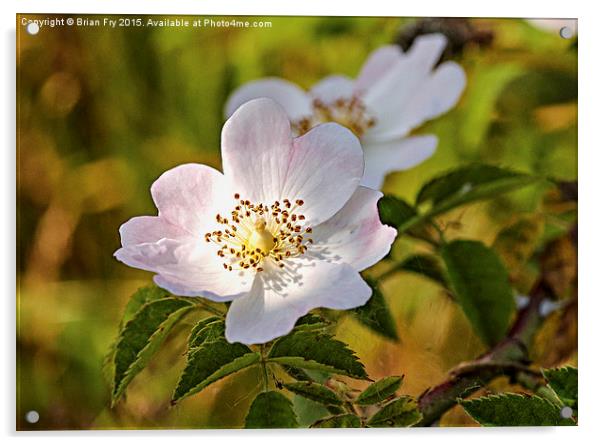 Wild pink dog rose Acrylic by Brian Fry