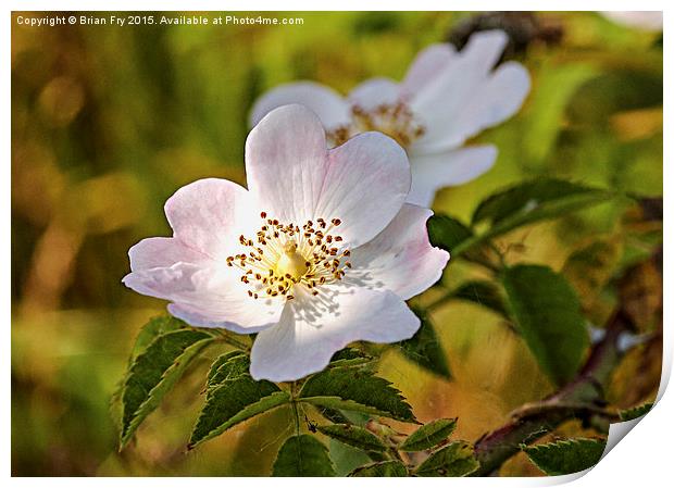 Wild pink dog rose Print by Brian Fry