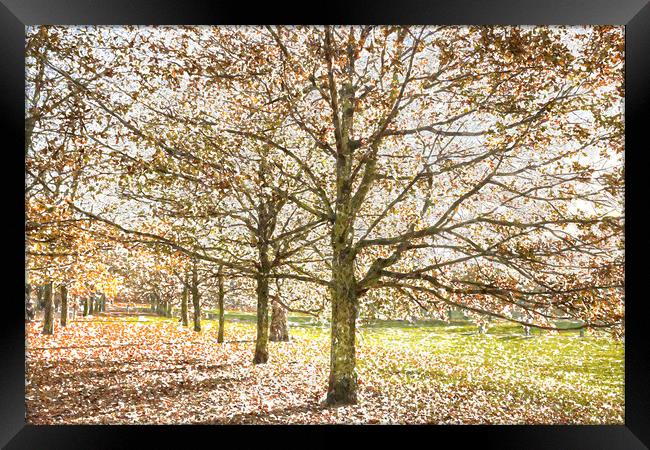  Greenwich Park London Art Framed Print by David Pyatt