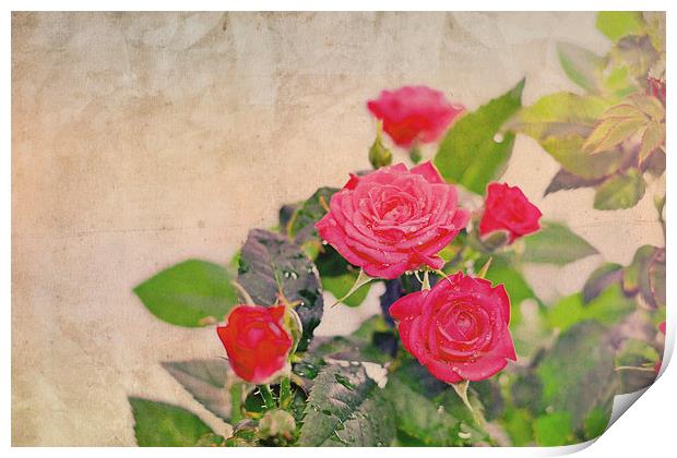 Roses! Print by Nadeesha Jayamanne