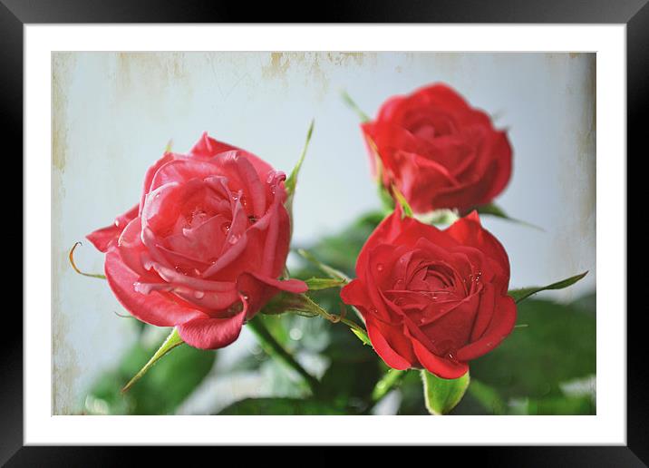  Roses! Framed Mounted Print by Nadeesha Jayamanne