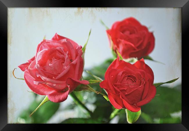 Roses! Framed Print by Nadeesha Jayamanne