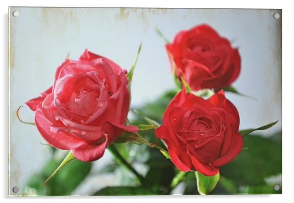  Roses! Acrylic by Nadeesha Jayamanne