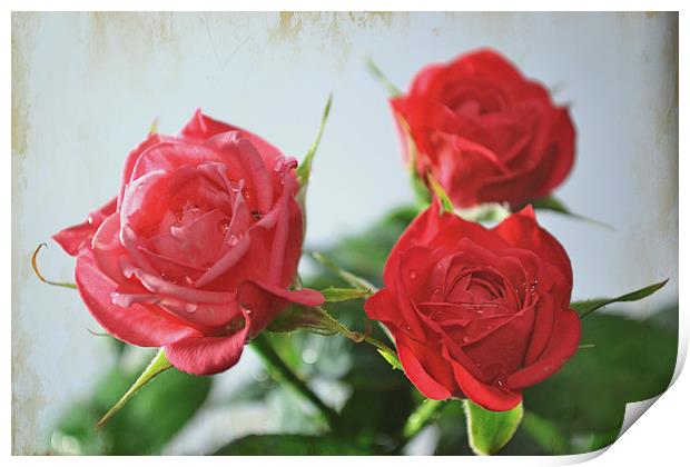  Roses! Print by Nadeesha Jayamanne