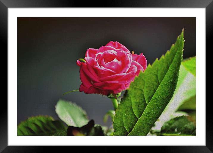  The rose! Framed Mounted Print by Nadeesha Jayamanne