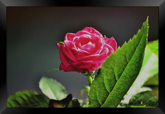  The rose! Framed Print by Nadeesha Jayamanne